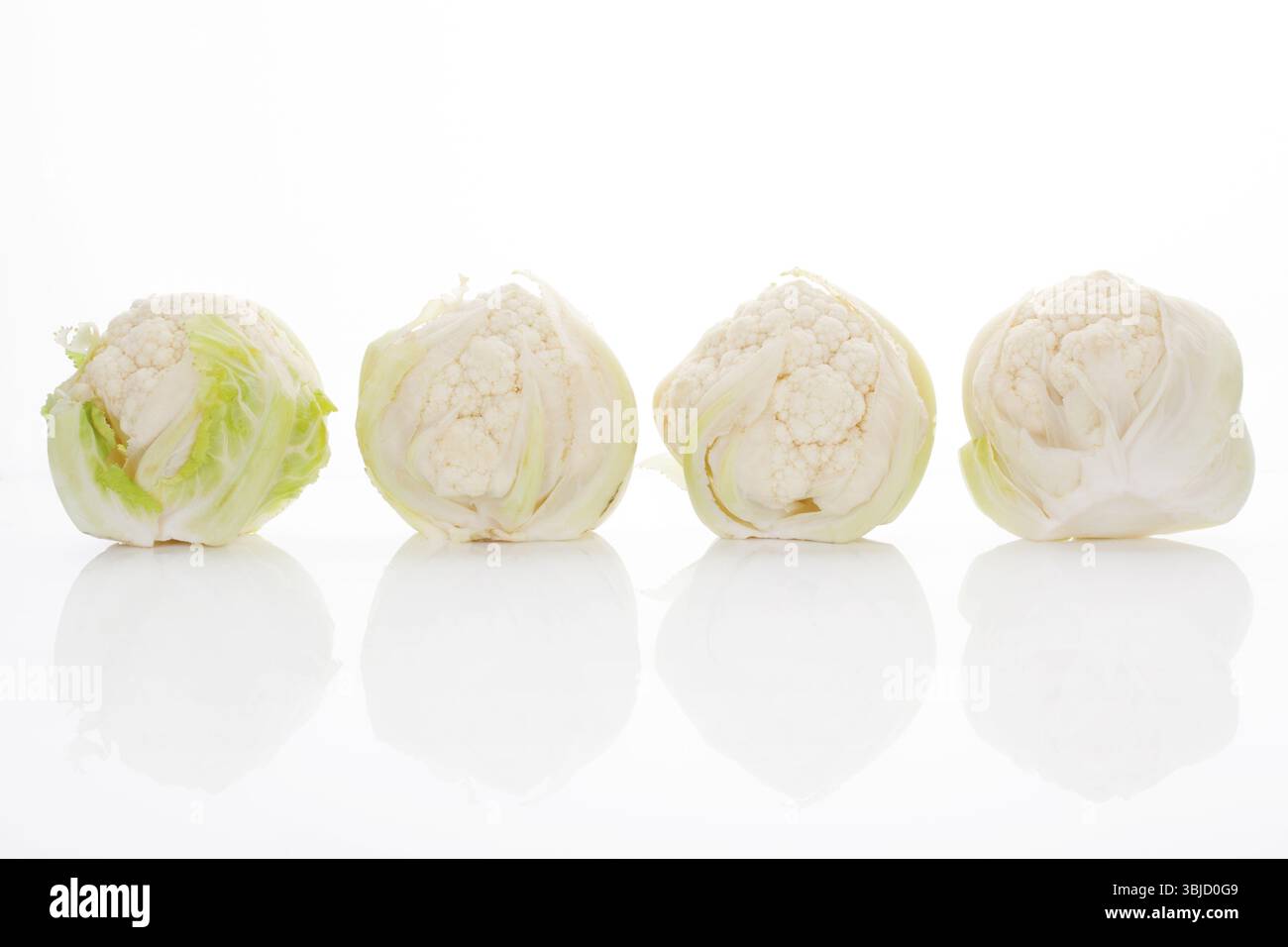 Quattro cavolfiore isolati su sfondo bianco con riflessi. Verdure culinarie salutari Foto Stock