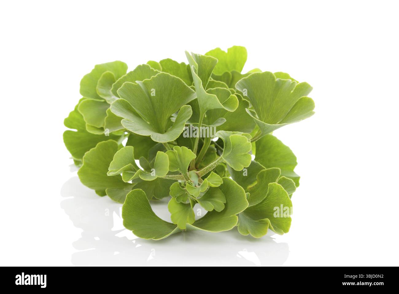 Mazzo di ginkgo biloba fresco isolato su sfondo bianco. Erbe medicinali alternative, potenziamento della memoria Foto Stock