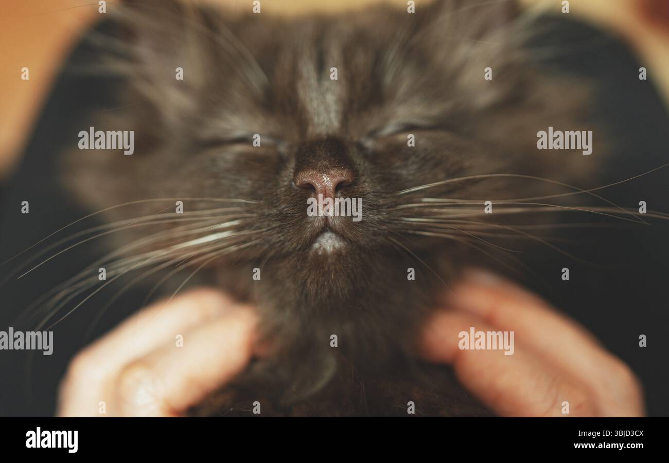 Piccolo gattino carino di due mesi. Stile scozzese Foto Stock