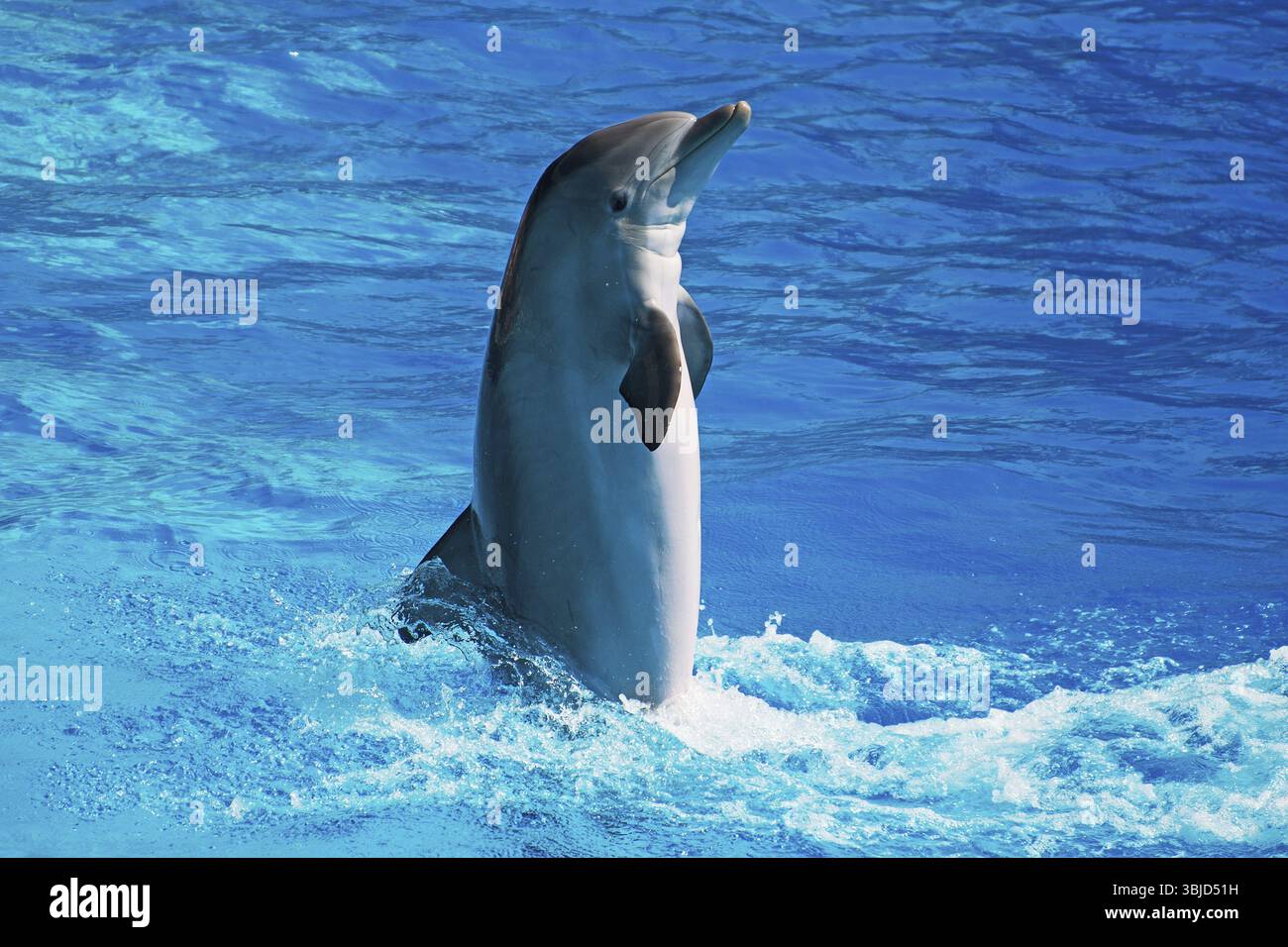 Delfini che si divertono nel mare cristallino. Posiziona per testo Foto Stock