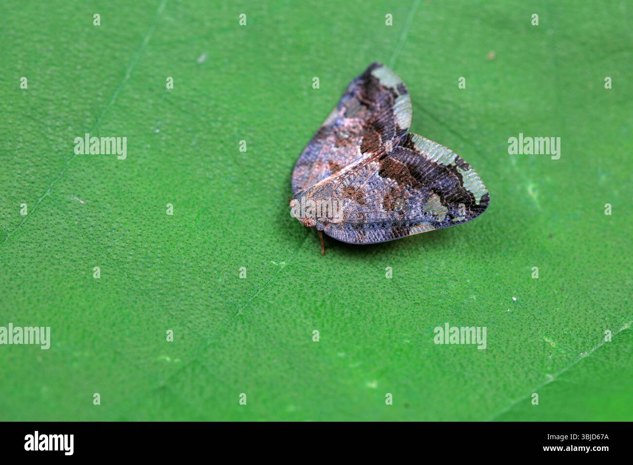 Cera cicale su piante selvatiche, Cina del Nord Foto Stock