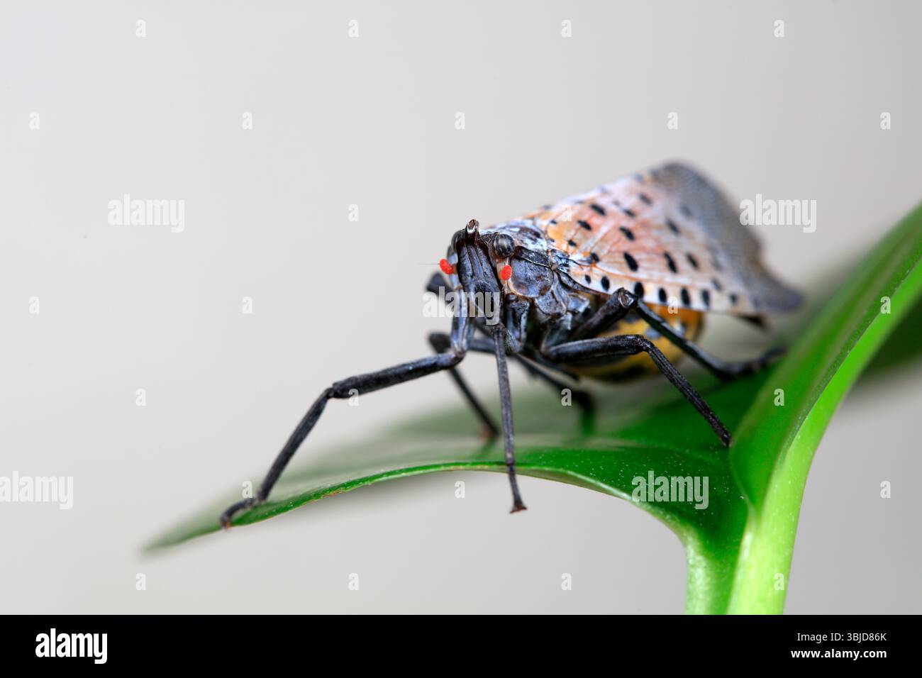 Cera cicale in natura Foto Stock