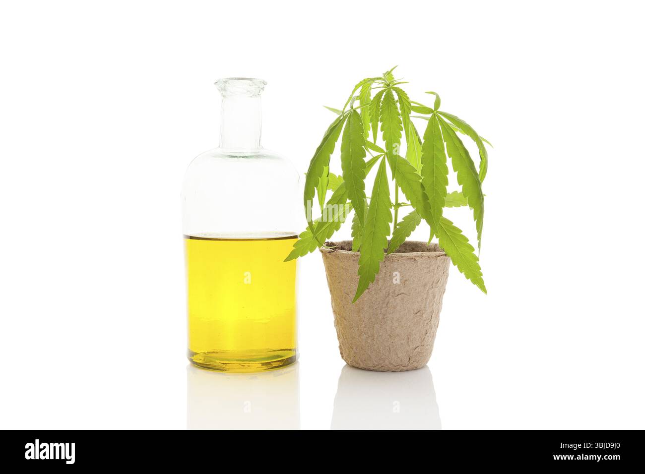 Olio di cannabis e giovane pianta di cannabis isolata su sfondo bianco Foto Stock