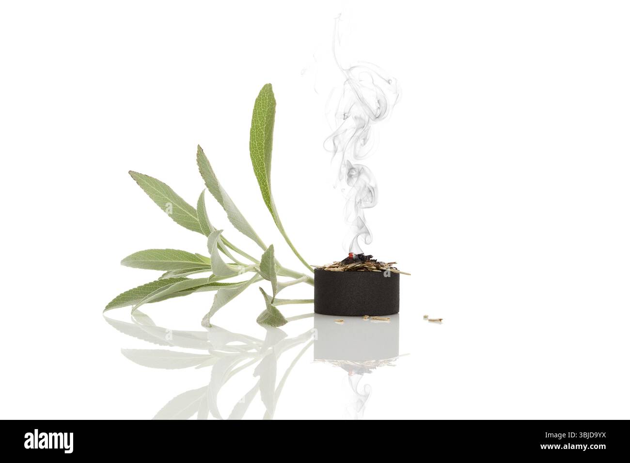 Salvia bianca che brucia su carbone isolato su sfondo bianco. Cerimonia di purificazione. Sbavature. Salvia apiana Foto Stock