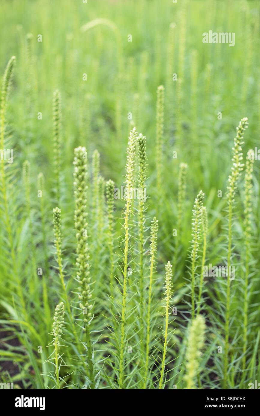 Grappolo di erba selvatica verde sul campo Foto Stock