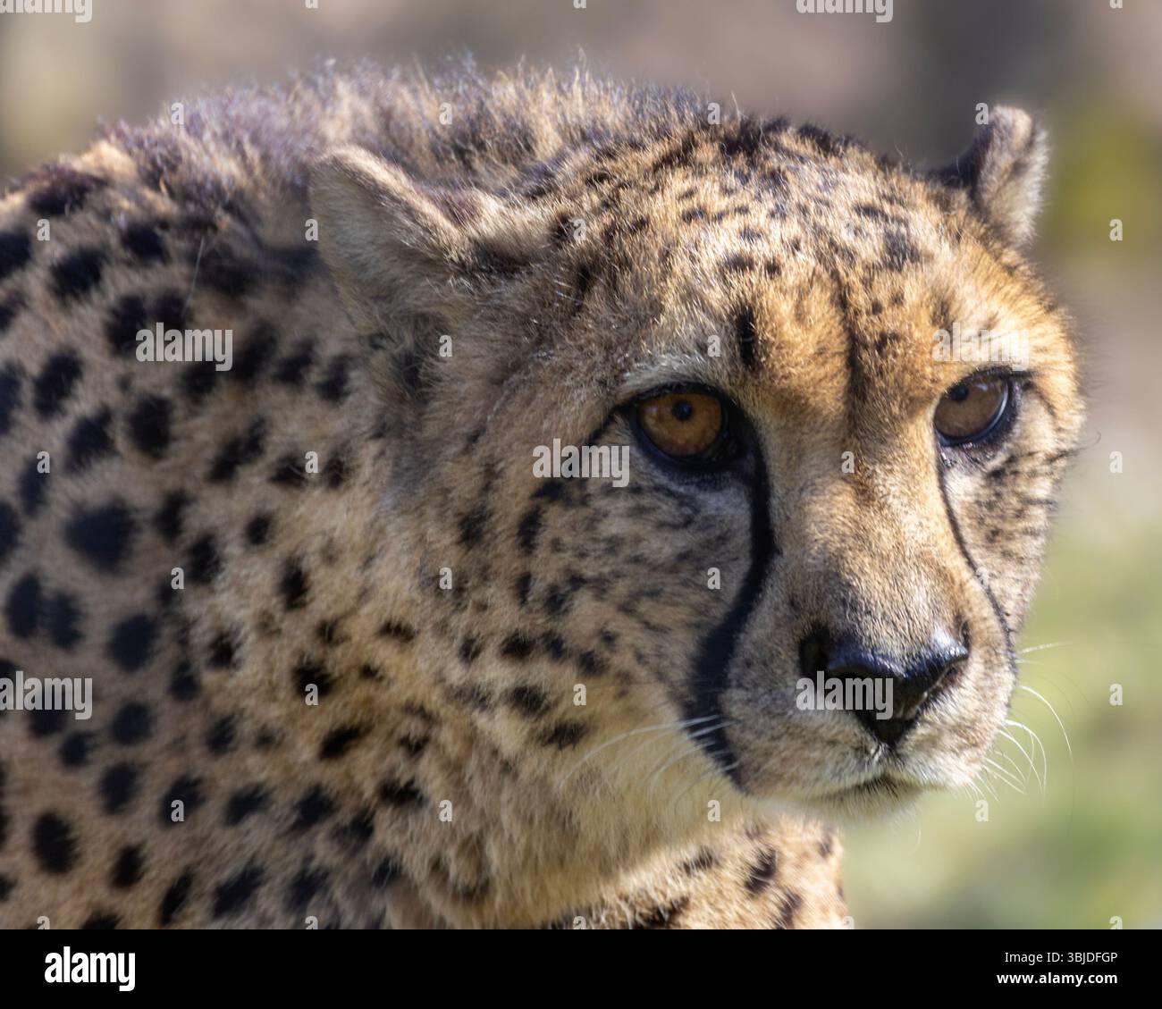 Un ghepardo concentrato riposa, il suo sguardo impressionante mette in risalto le sue caratteristiche distintive e il motivo della pelliccia. Questa creatura maestosa incarna forza e grazia in me Foto Stock