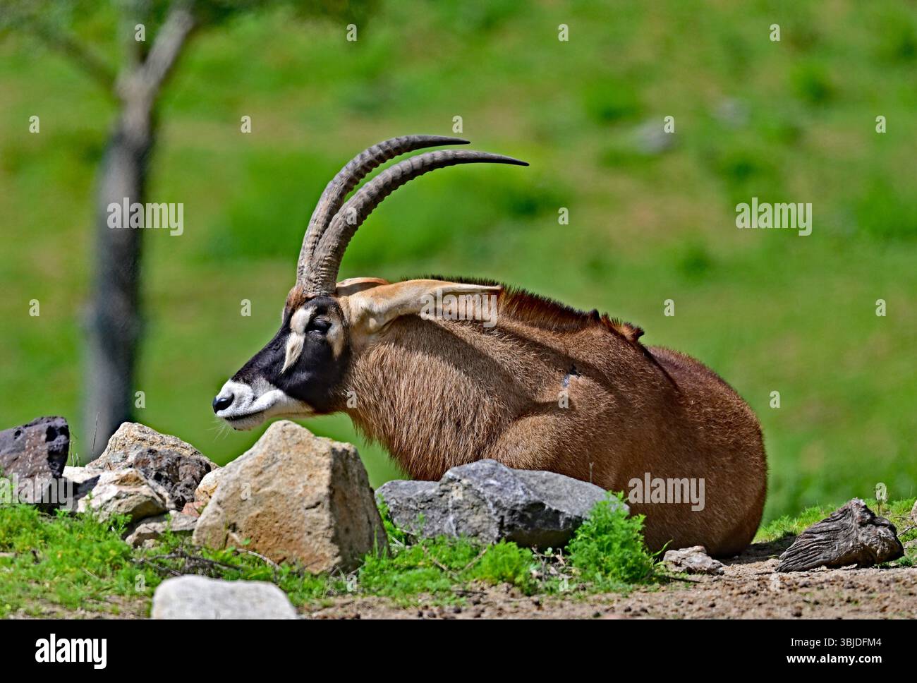 Orice dell'Africa orientale Foto Stock