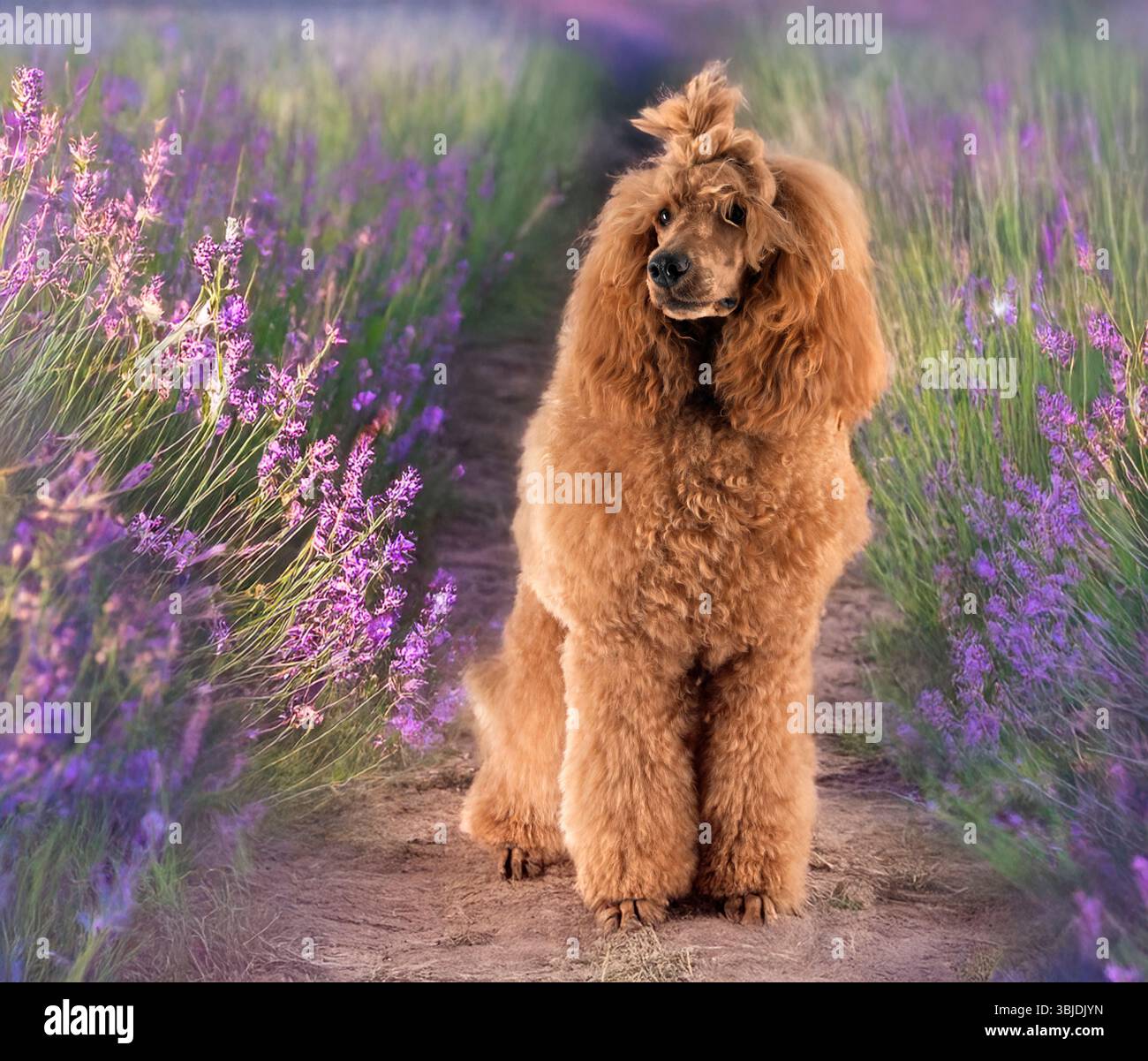 barboncino standard davanti allo sfondo naturale Foto Stock