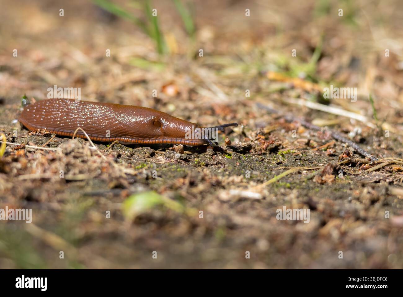 Lumaca spagnola - Arion vulgaris - nel suo ambiente naturale freddo, umido e buio Foto Stock
