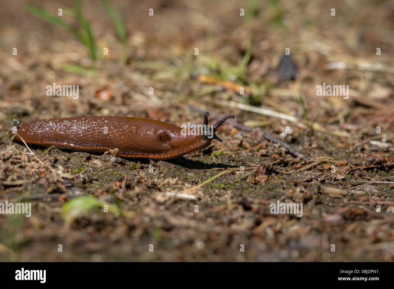 Lumaca spagnola - Arion vulgaris - nel suo ambiente naturale freddo, umido e buio Foto Stock