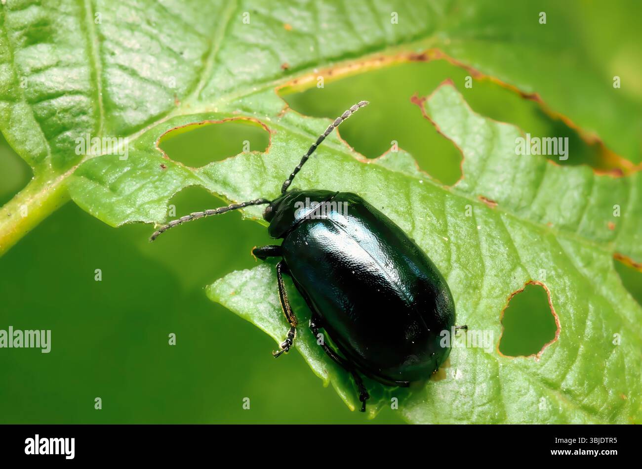 Scarabeo blu-verdastro-nero poggiato su una foglia verde brillante. Foto Stock