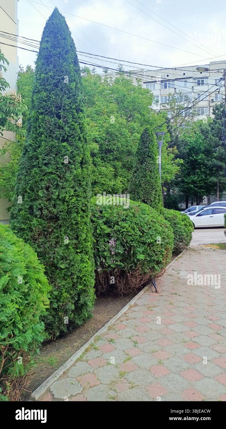 La vegetazione vivace e le siepi rifinite con cura e cura migliorano significativamente il paesaggio urbano della città Foto Stock