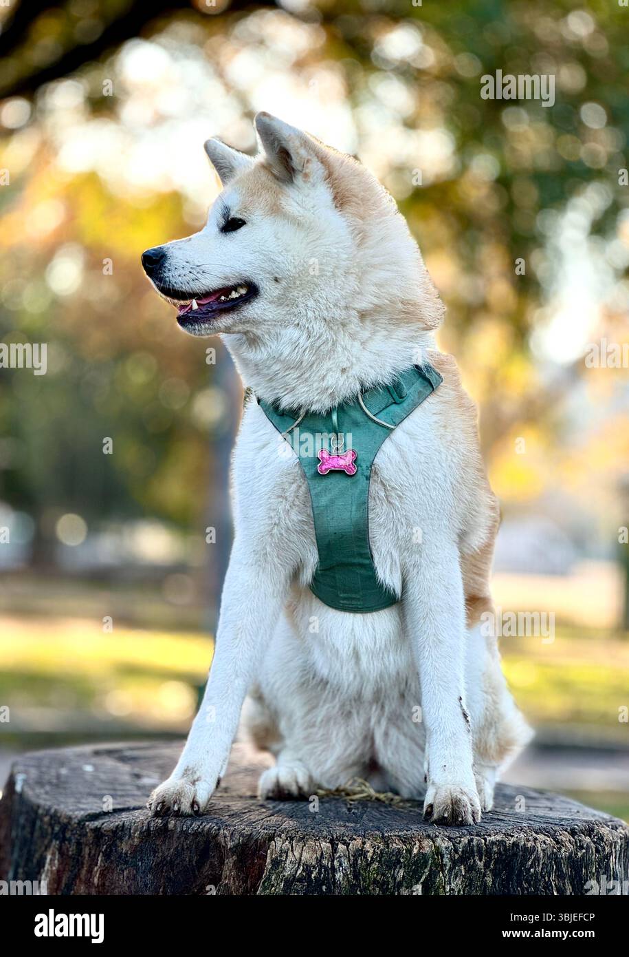 Akita inu cane giapponese in posa nel parco di Buenos Aires, Argentina Foto Stock