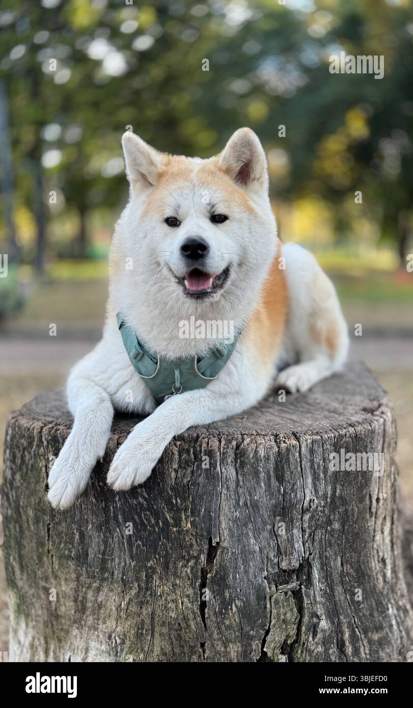 Akita inu cane giapponese in posa nel parco di Buenos Aires, Argentina Foto Stock