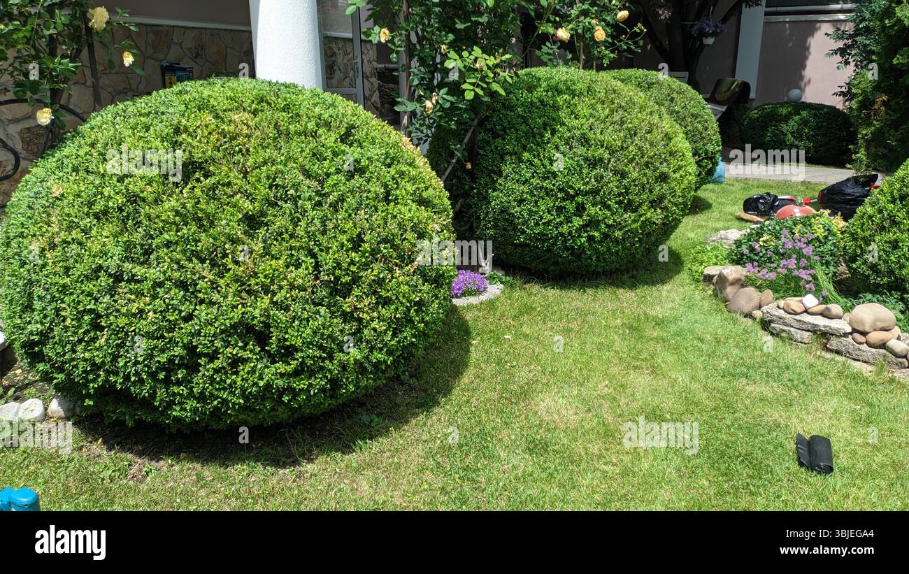 Cespugli splendidamente curati e arrotondati migliorano notevolmente il fascino estetico all'interno di un vivace giardino Foto Stock