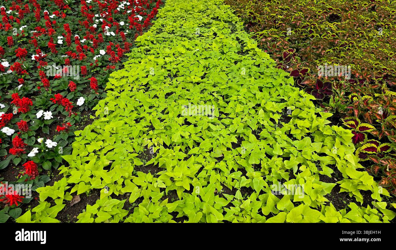 La vite di patata dolce Ipomoea batatas forma un denso tappeto di foglie verdi di chartreuse in una aiuola a motivi geometrici, delimitata da coloratissimi coleus e rosso Foto Stock