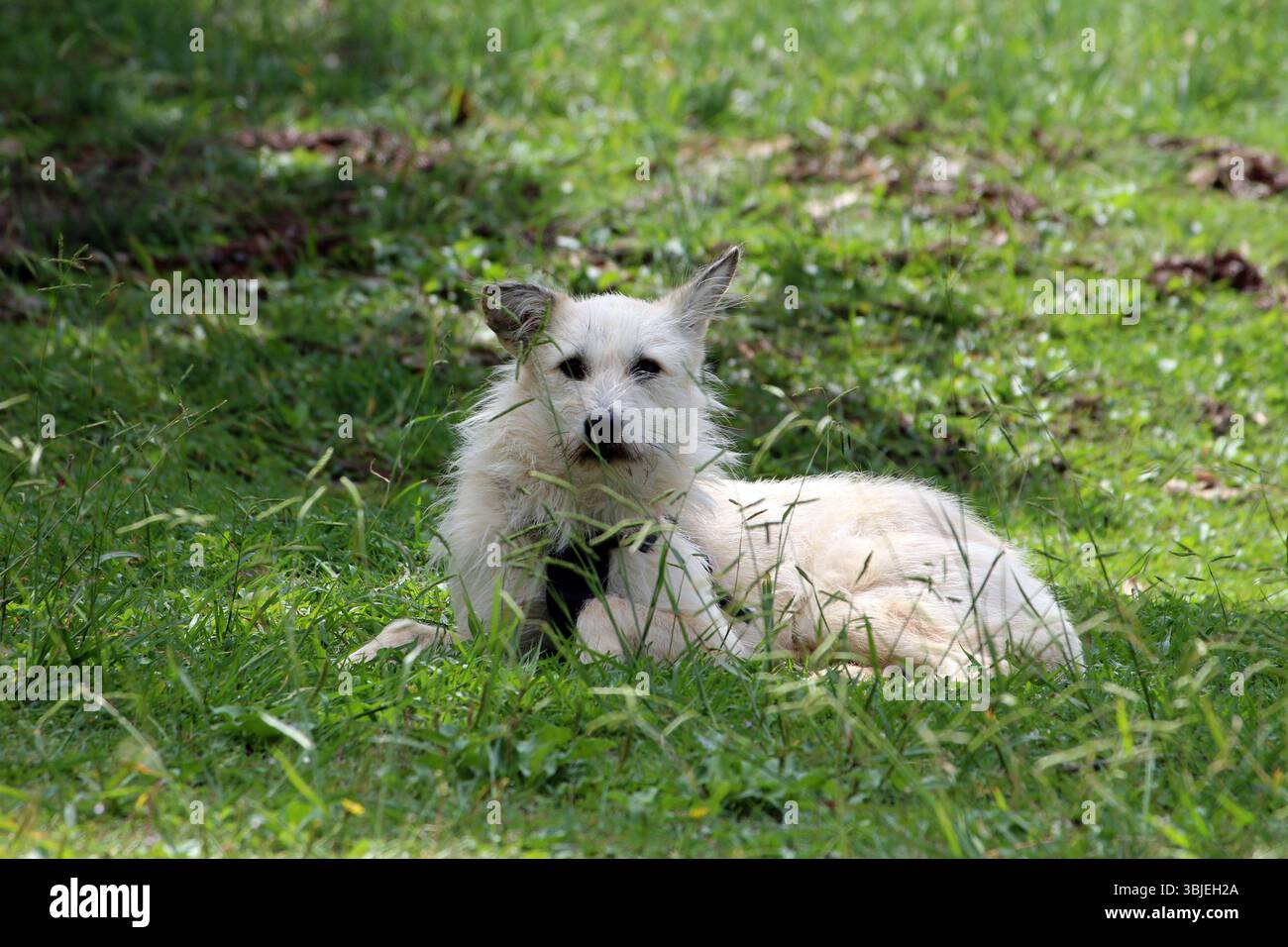 Il cane bianco Shaggy con orecchie erette giace rilassato nell'erba verde alta, parzialmente ombreggiato dagli alberi, guardando con calma verso la macchina fotografica in un ambiente naturale tranquillo Foto Stock