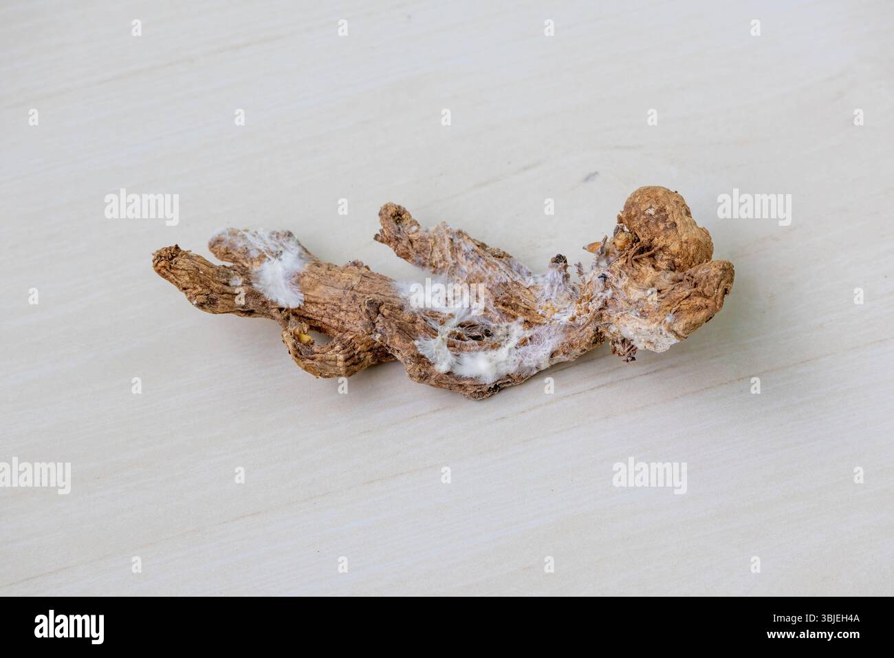 Radice di zenzero influenzata da fungo giallo Fusarium, essiccazione e vicino a marcire. Rifiuti alimentari da cucina, ingrediente viziato, malattie delle piante. Foto Stock