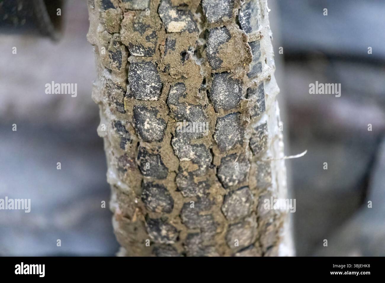 Primo piano di uno pneumatico fangoso di una motocicletta. Ruota per bici fuoristrada sporca con messa a fuoco selettiva. Texture grintosa per temi di avventura e sport motoristici. Foto Stock