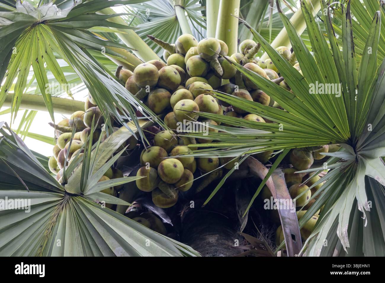 Molti frutti di palma palmyra sull'albero. Borassus flabellifer, chiamato anche mela ghiacciata o palma toddy. Abbondanza di frutta tropicale. Foto Stock