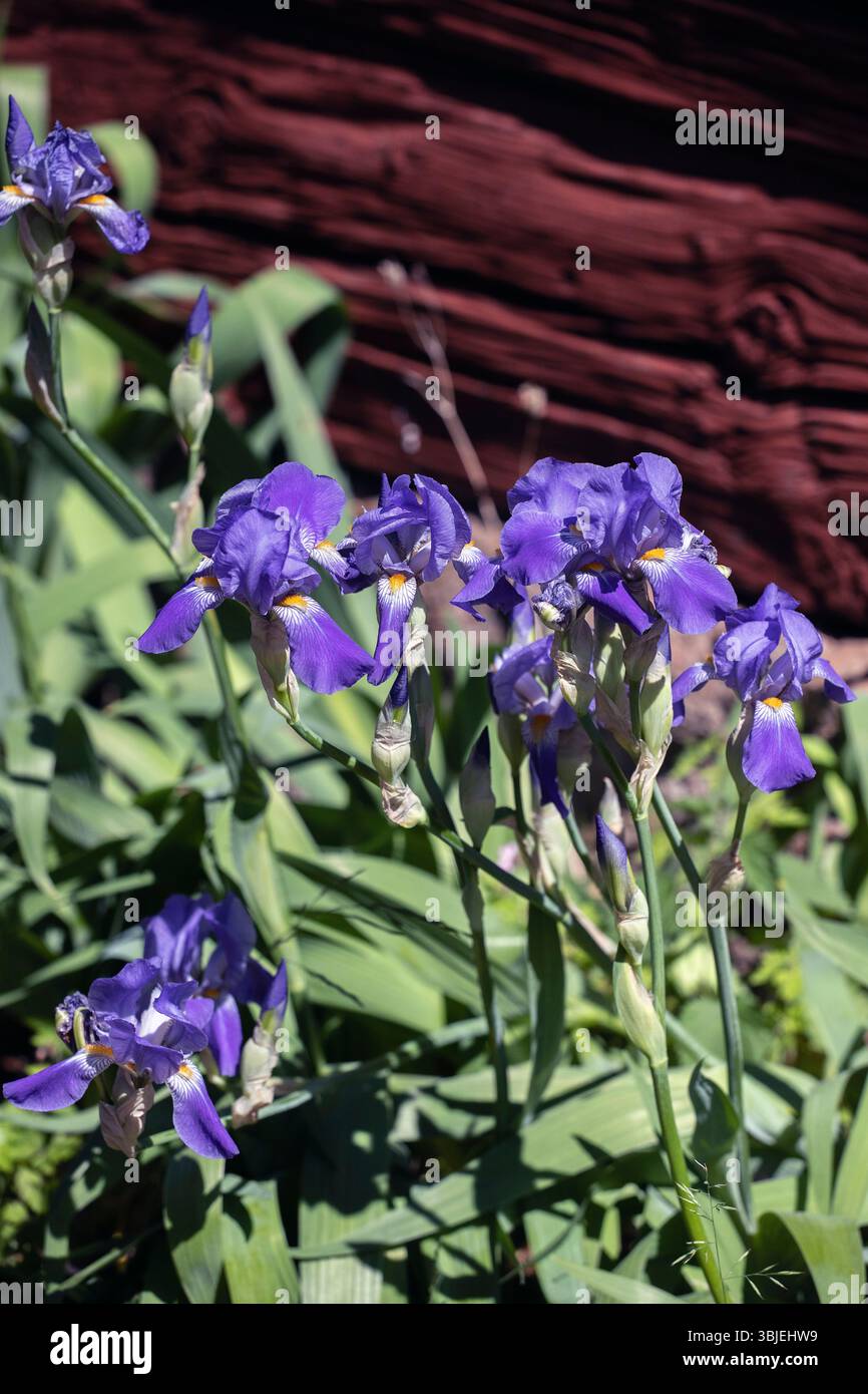 fiori di iris in fiore blu Foto Stock