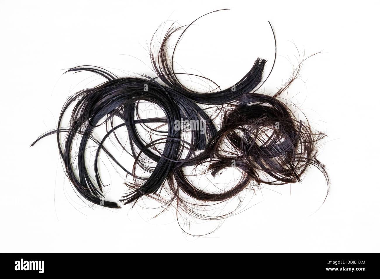 Fili di capelli neri da donna tagliati da forbici, sparsi su sfondo bianco. Concetto di rifinitura dei peli in casa. Foto Stock