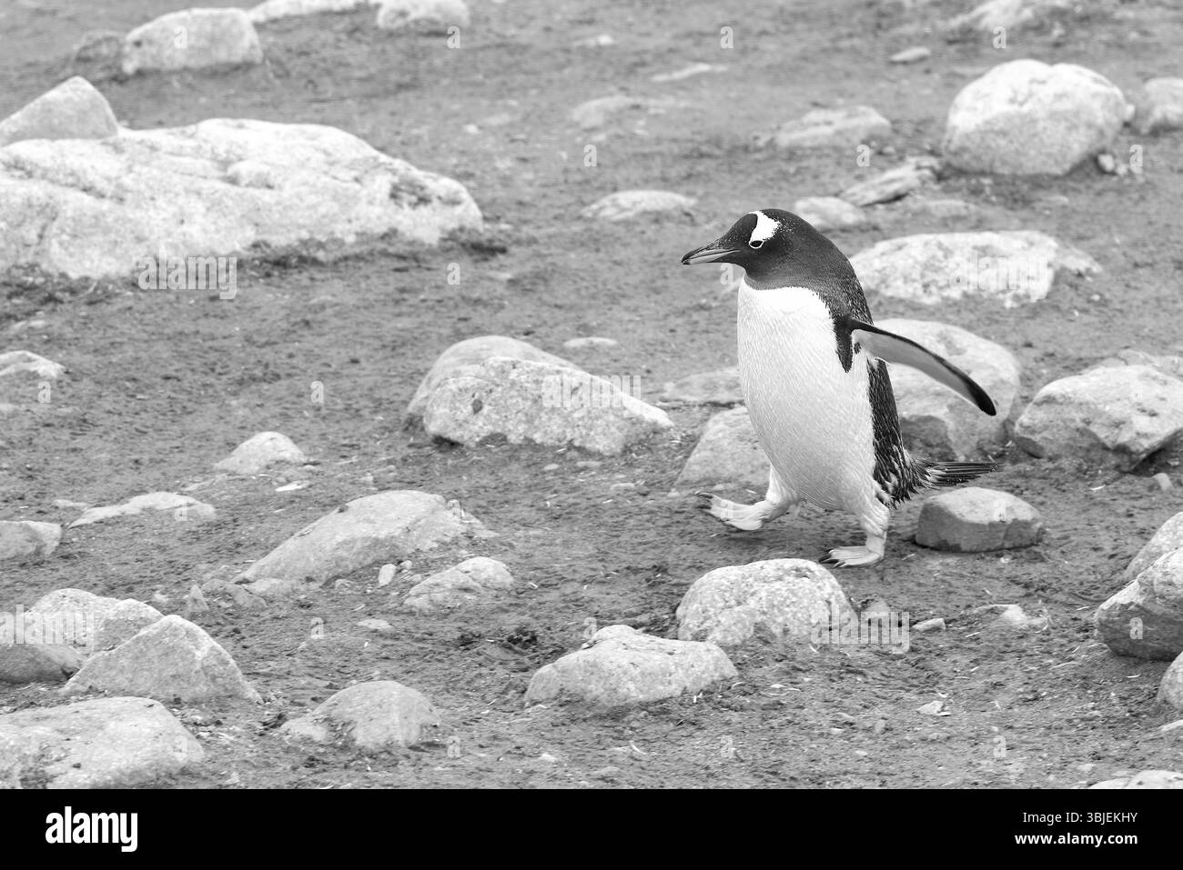 Pinguino Gentoo adulto (Pygoscelis Papua) di ritorno alla riserva (colonia) dal mare presso Andvord Bay sulla costa occidentale della Terra di Graham, in Antartide Foto Stock