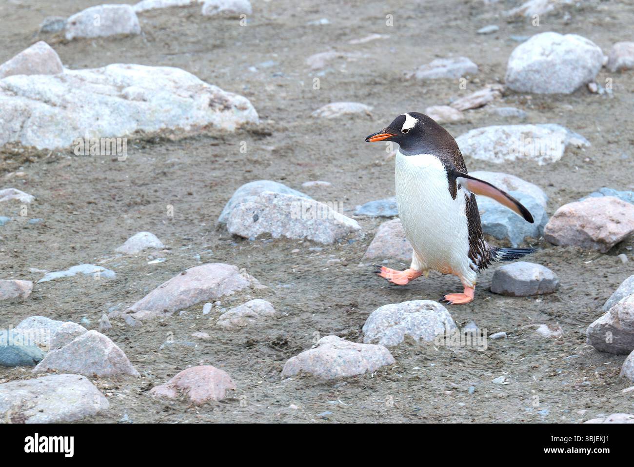 Pinguino Gentoo (Pygoscelis Papua) di ritorno alla riserva (colonia) dal mare sulla costa della Terra di Graham sulla penisola antartica, Antartide Foto Stock