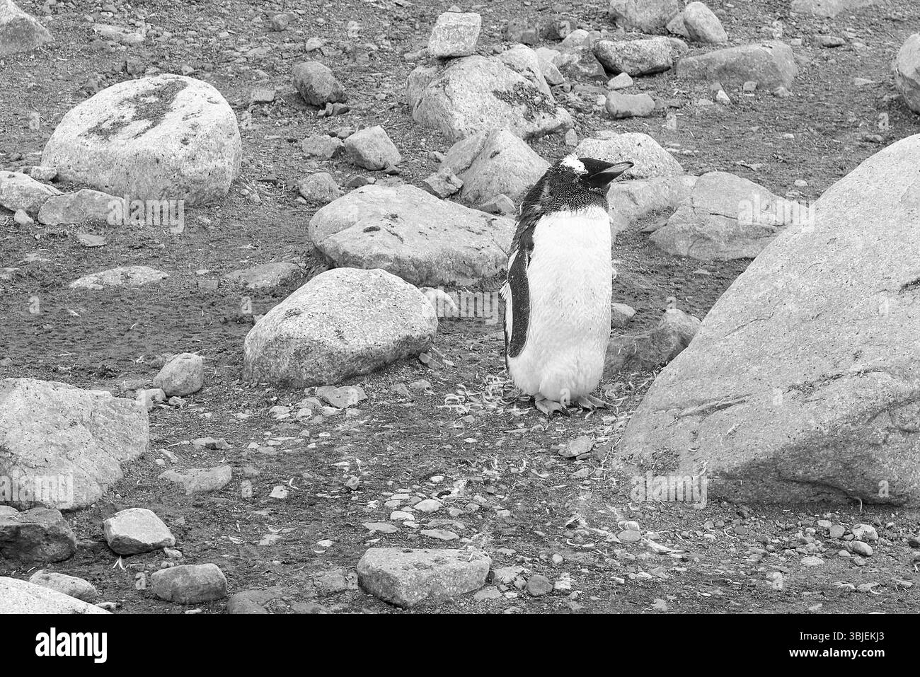 Un Moulting Juvenile Gentoo Penguin (Penguin Chick) (Pygoscelis Papua) sulla costa occidentale della Terra di Graham sulla Penisola Antartica, Antartide Foto Stock