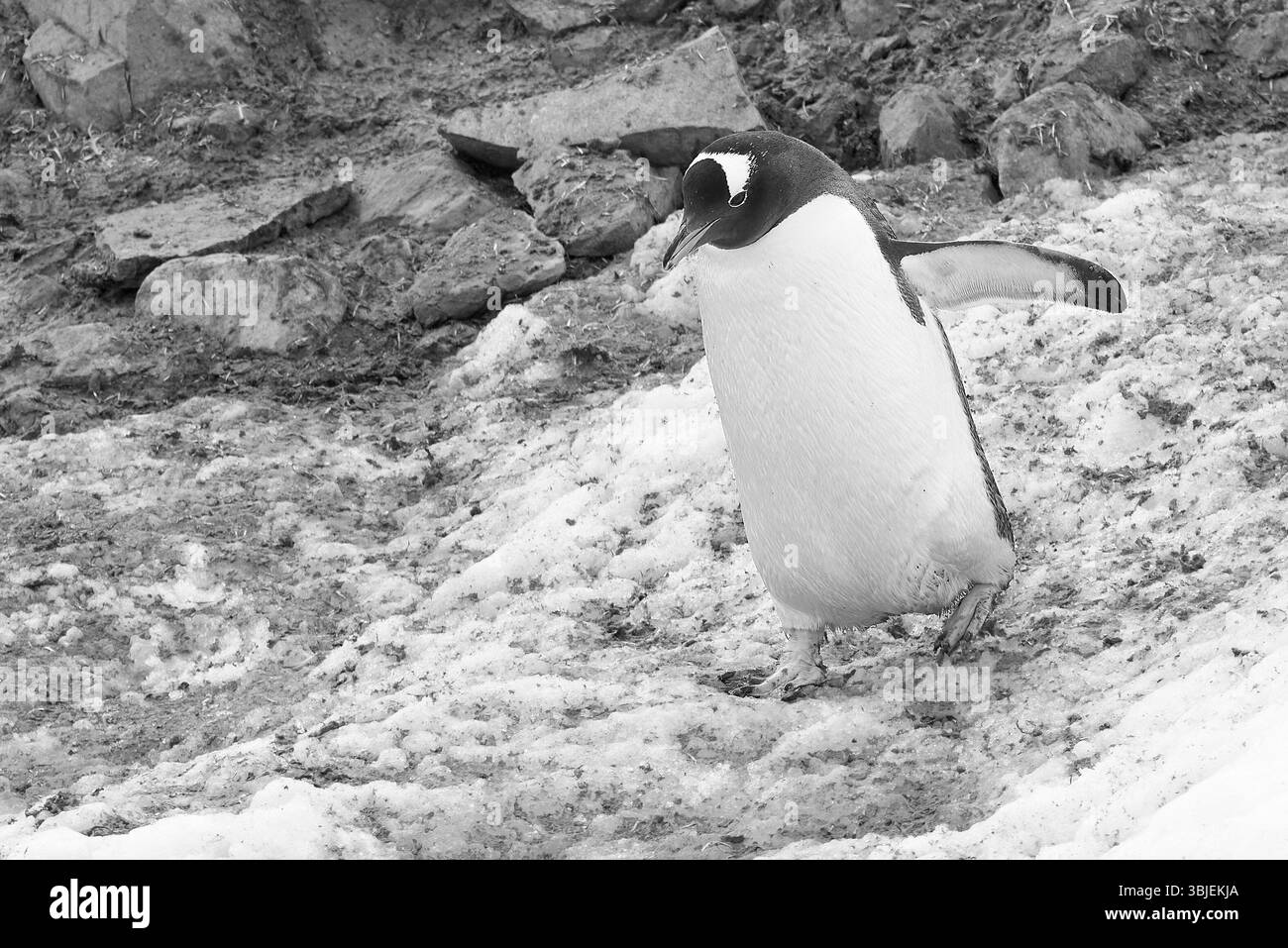Pinguino Gentoo (Pygoscelis Papua) che ritorna al mare dalla riserva (Colonia) sopra la baia di Andvord sulla costa occidentale della Terra di Graham, in Antartide Foto Stock