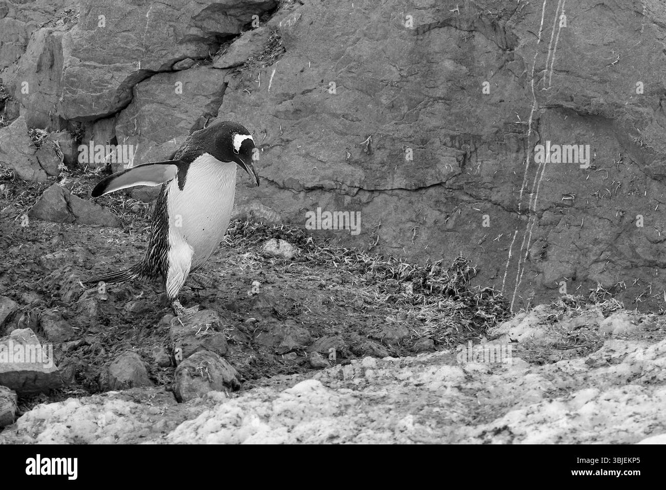 Pinguino Gentoo adulto di ritorno alla riserva (colonia) dal mare sulla costa occidentale della Terra di Graham sulla penisola antartica, Antartide Foto Stock