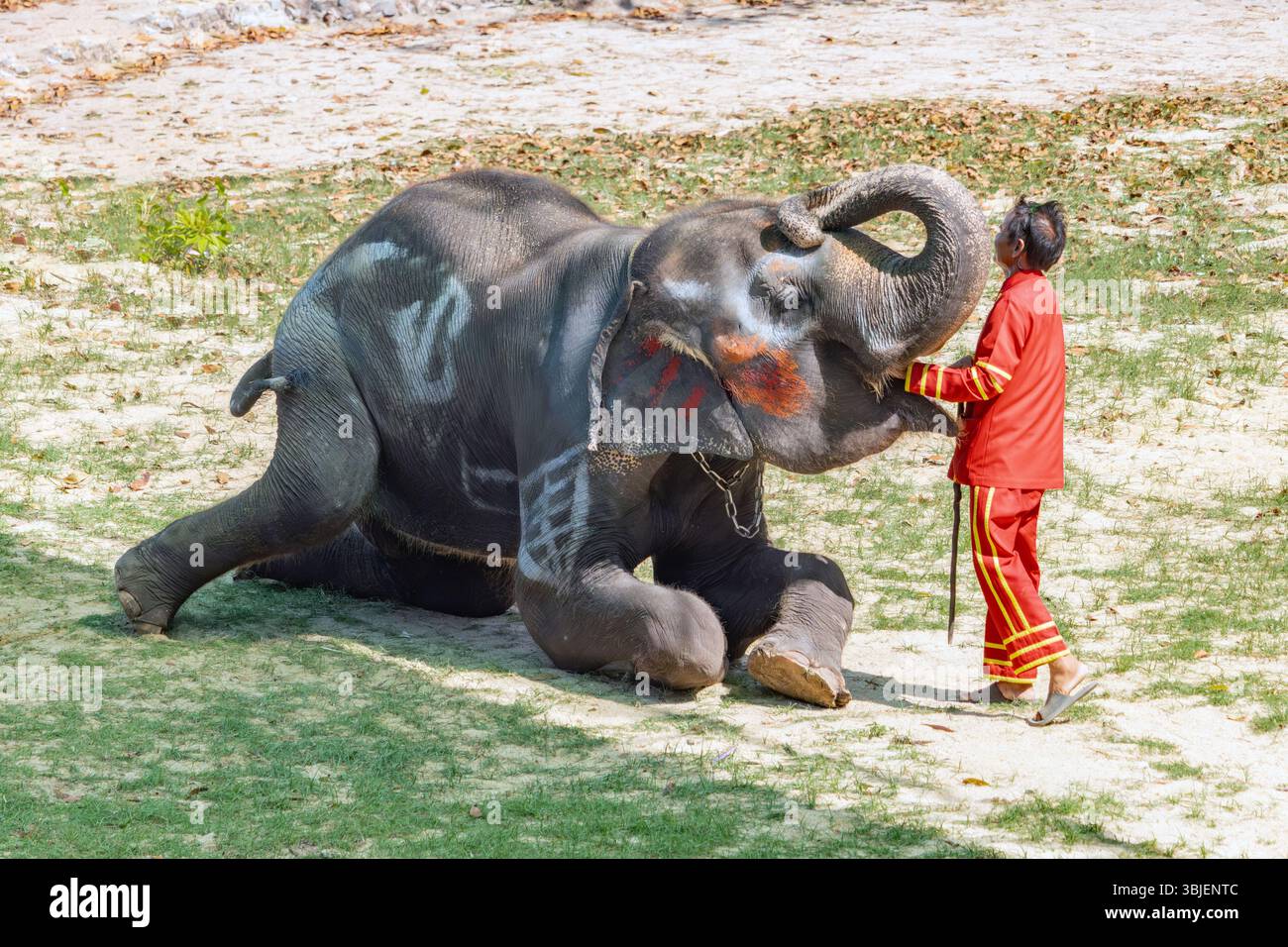 SAMUT PRAKAN, THAILANDIA, APR 20 2025, esibizione di manomissione di elefanti all'aperto Foto Stock