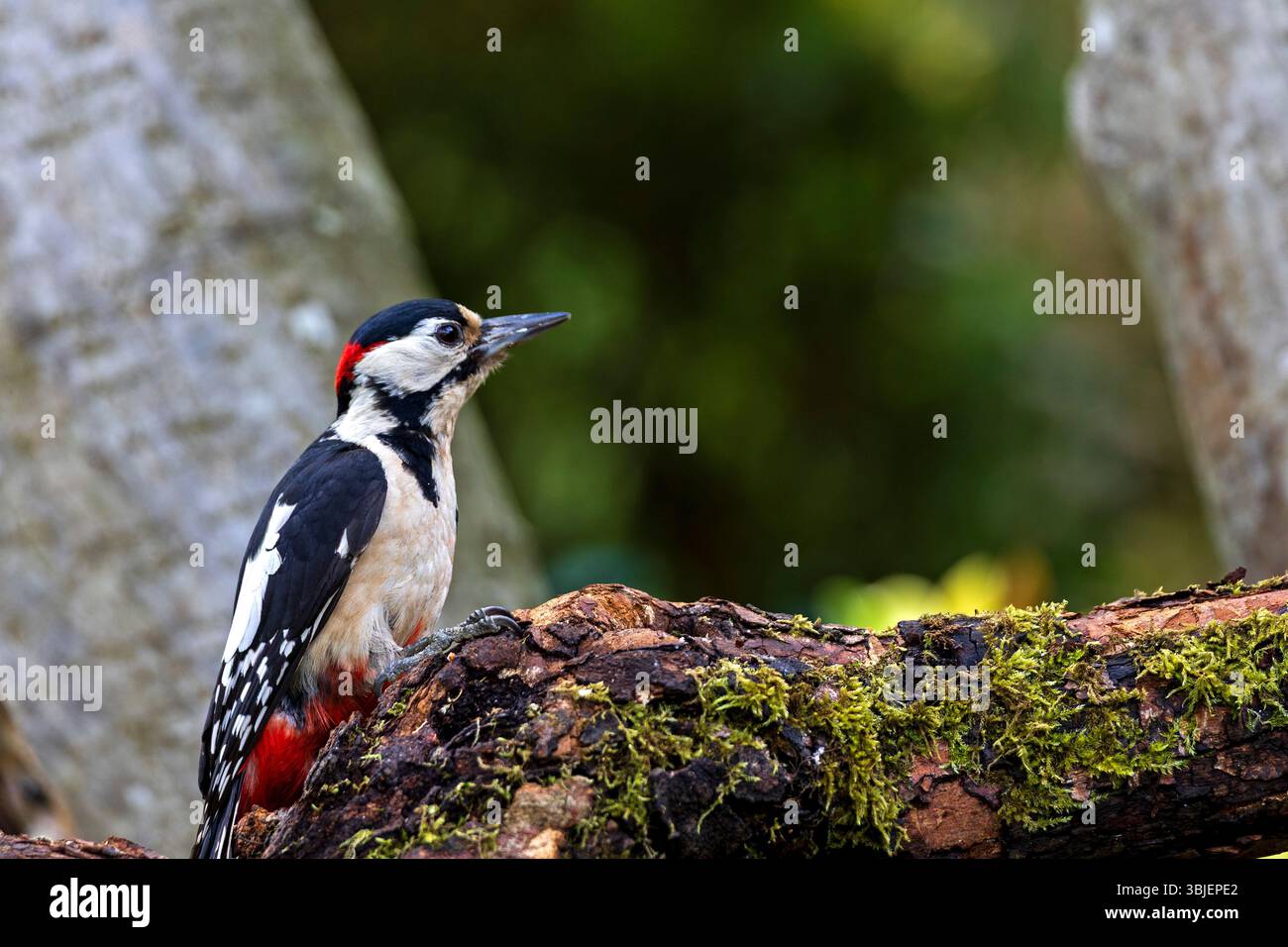 Grande picchio maculato (Dendrocopos Major) in piedi su un tronco di muschio nel bosco, Foto Stock