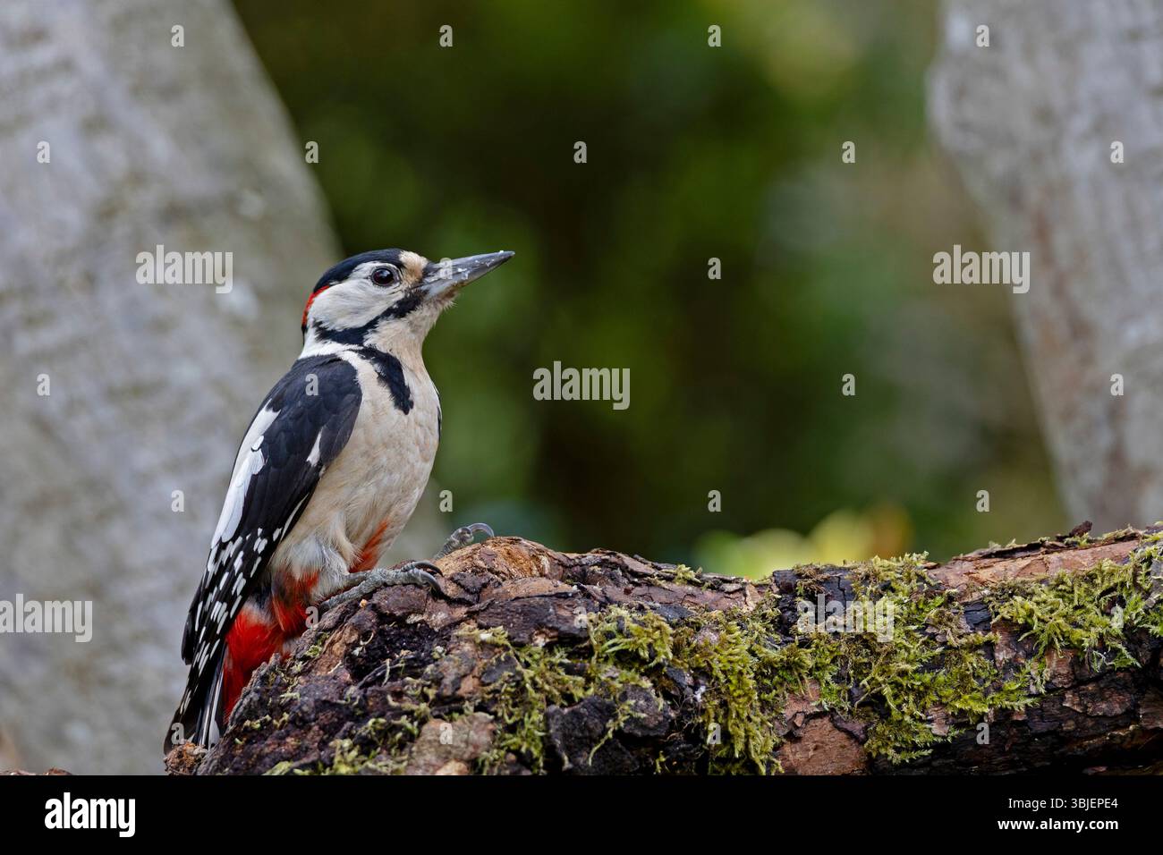 Grande picchio maculato (Dendrocopos Major) in piedi su un tronco di muschio nel bosco, Foto Stock