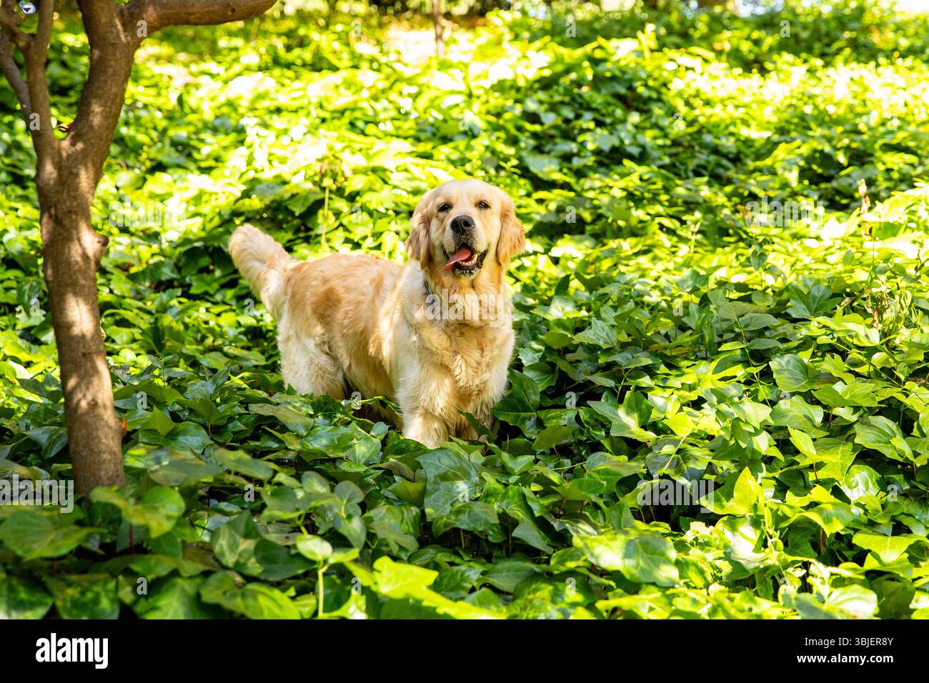 Golden Retriever's sincere Smile, luogo per il testo pubblicitario Foto Stock