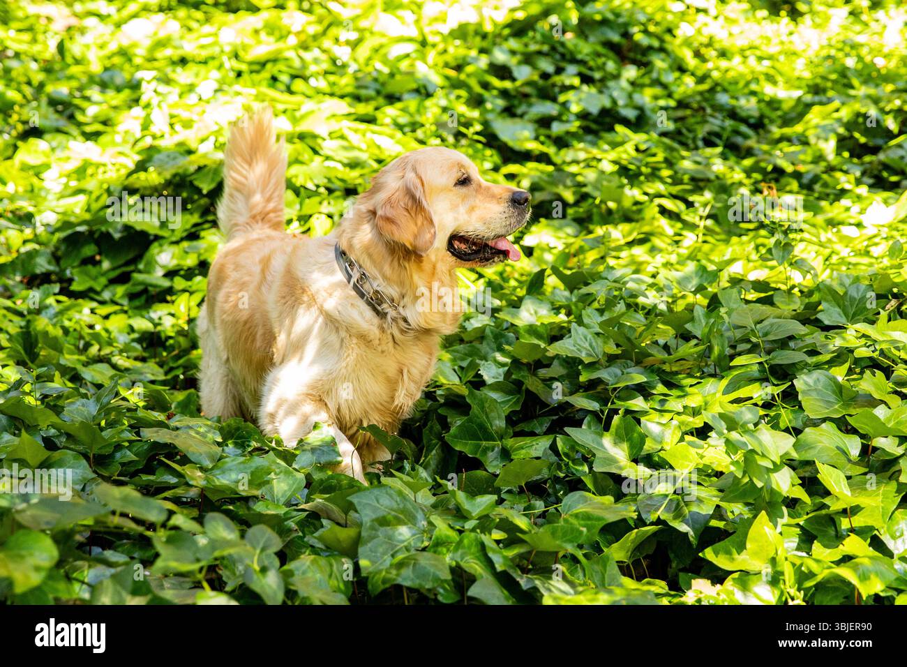 Momento di felicità Golden retriever in una passeggiata Foto Stock