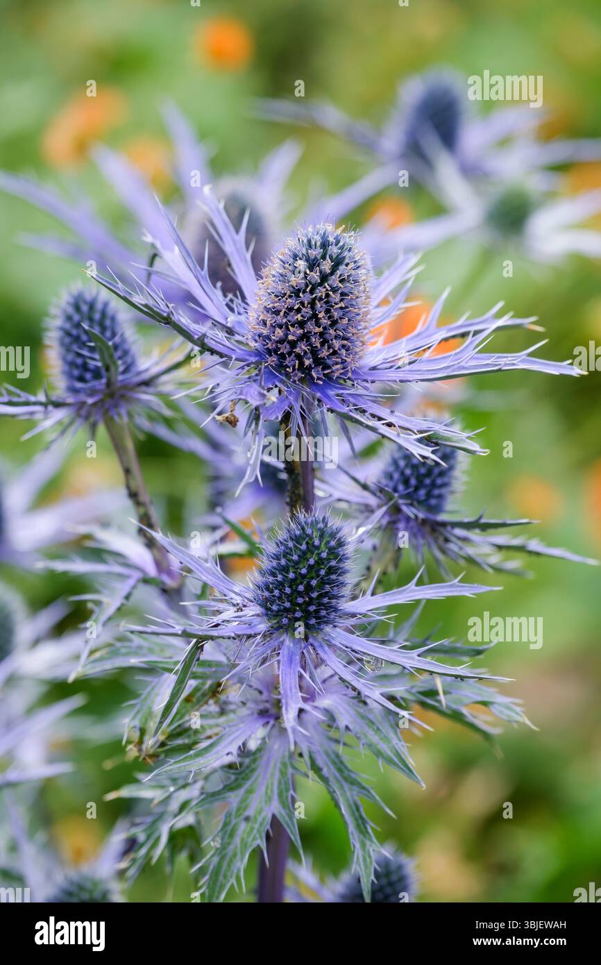 Eryngium x olivierianum Big Blue, Sea holly Big Blue, eryngo Big Blue, fogliame a punta, blu, teste di fiore a ditale circondate da reggiseno blu argentato Foto Stock