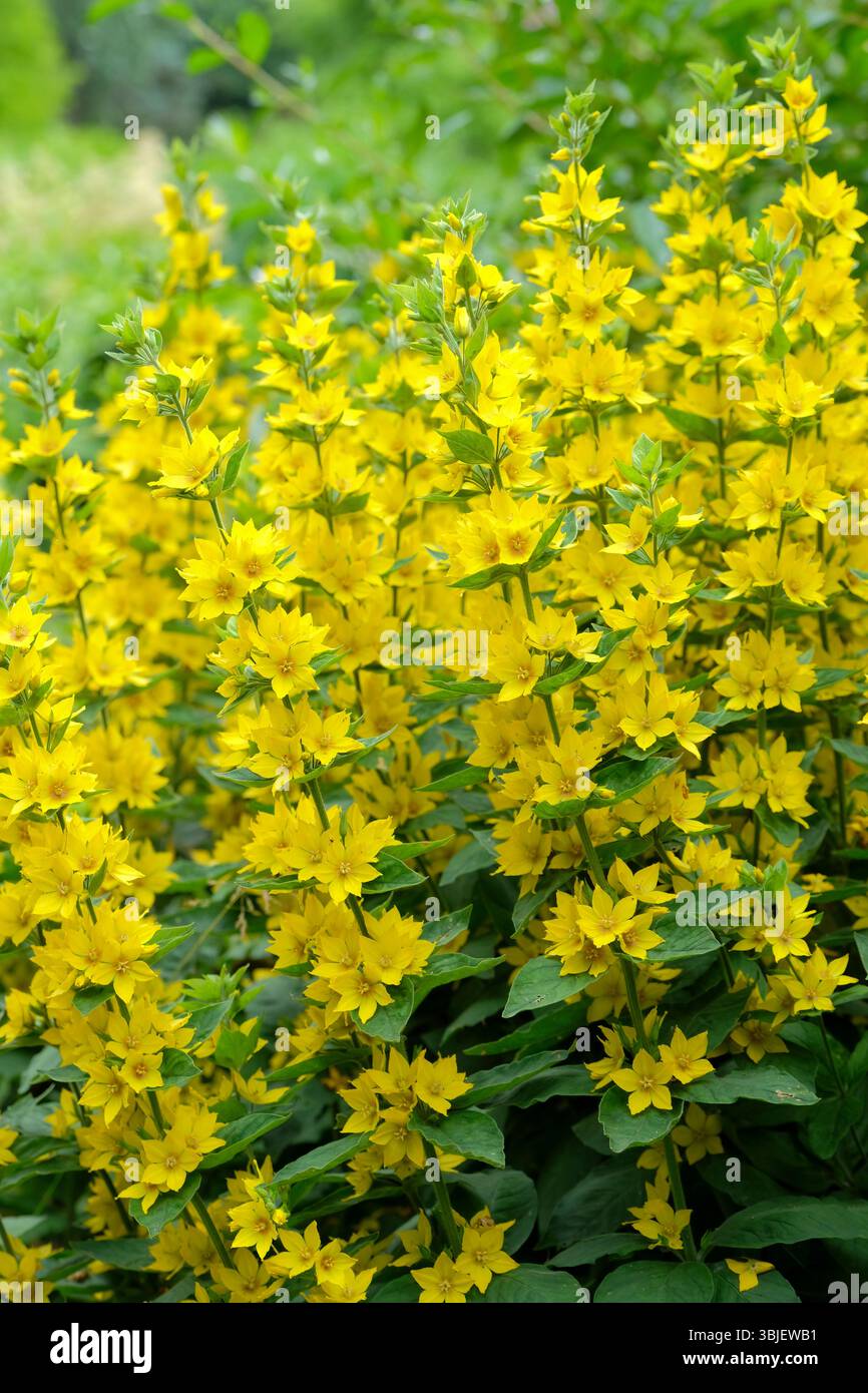 Lysimachia punctata, spargipula punteggiata, giardinetto, steli con fiori gialli luminosi a forma di ciotola Foto Stock