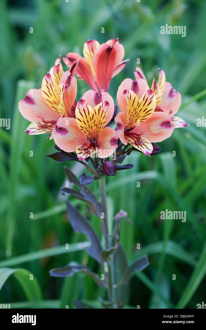 Estate indiana Alstroemeria, estate indiana di giglio peruviano, ammassi di fiori rame-arancio, petali interni gialli luminosi, viola striato e macchiato Foto Stock