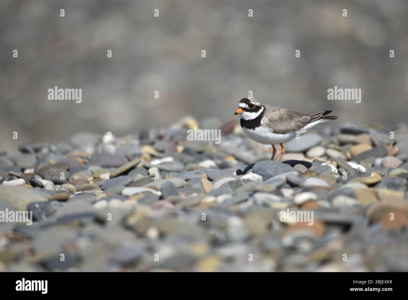 Immagine a sinistra di un amante ad anello comune (Charadrius hiaticula) in piedi su Pebble Beach, a destra dell'immagine, girato verso la fotocamera, scattata nel Regno Unito Foto Stock