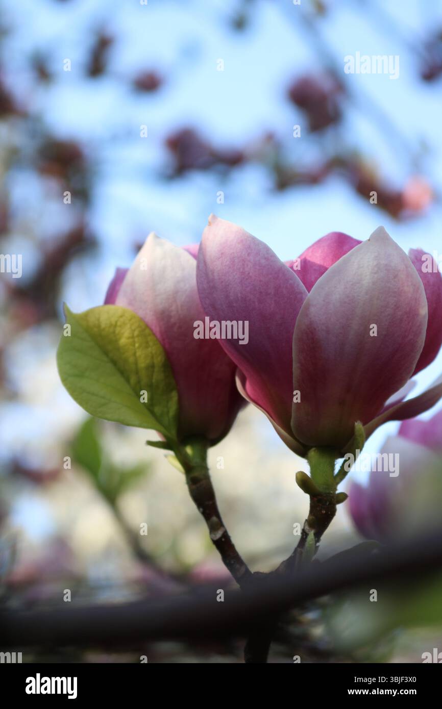 Eleganti fiori di Magnolia, petali rosa di primavera, Magnolia in pieno splendore, risveglio di Magnolia, grazia di fiori primaverili Foto Stock