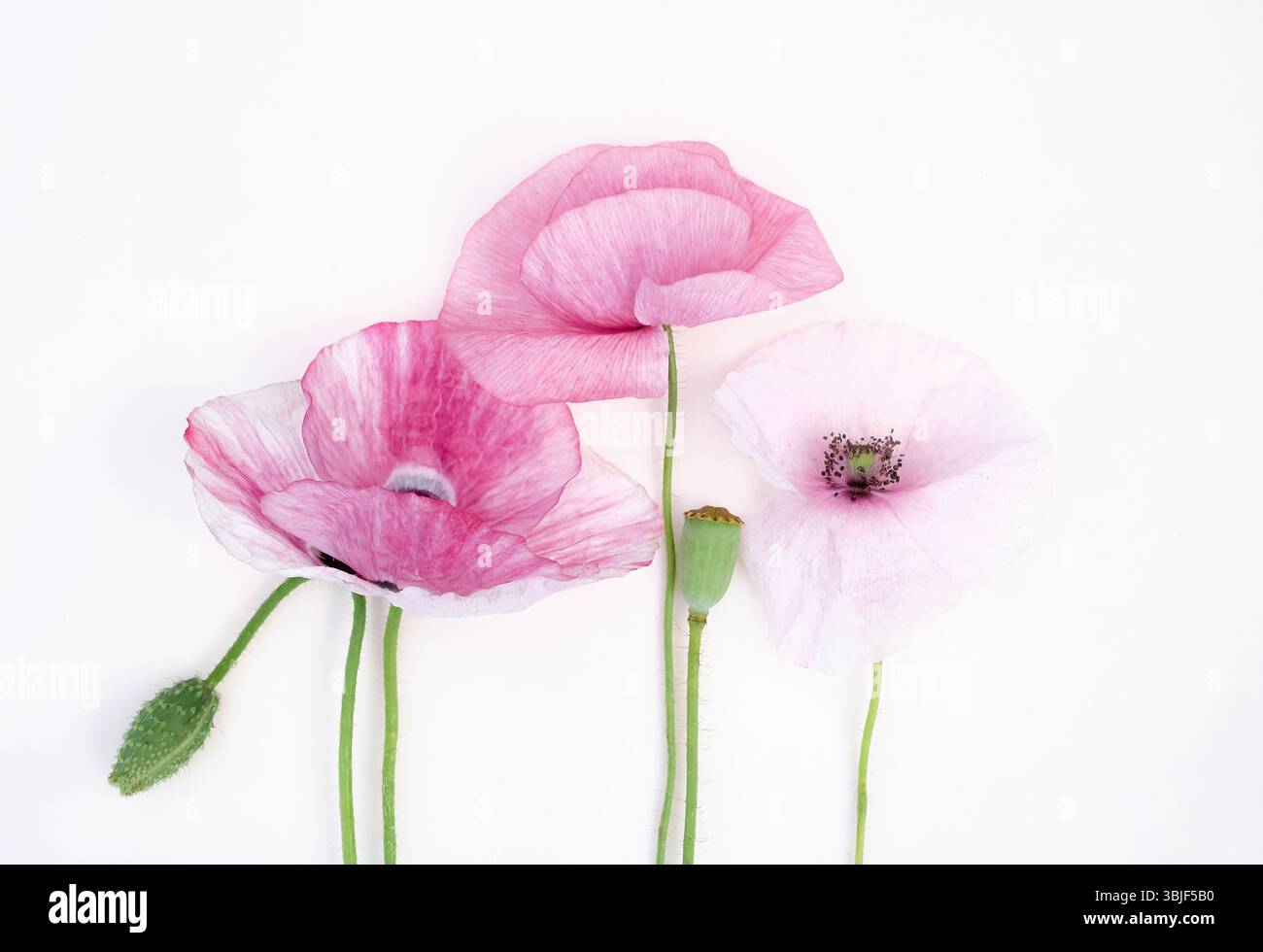 Tre fiori di papavero rosa chiaro con steli verdi su sfondo bianco pulito. Composizione morbida e ariosa, perfetta per temi romantici e botanici. Foto Stock