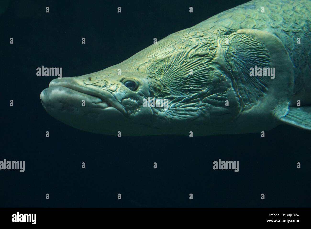 Arapaima Fish, predatore d'acqua seduto calmo e in attesa di Prey Foto Stock