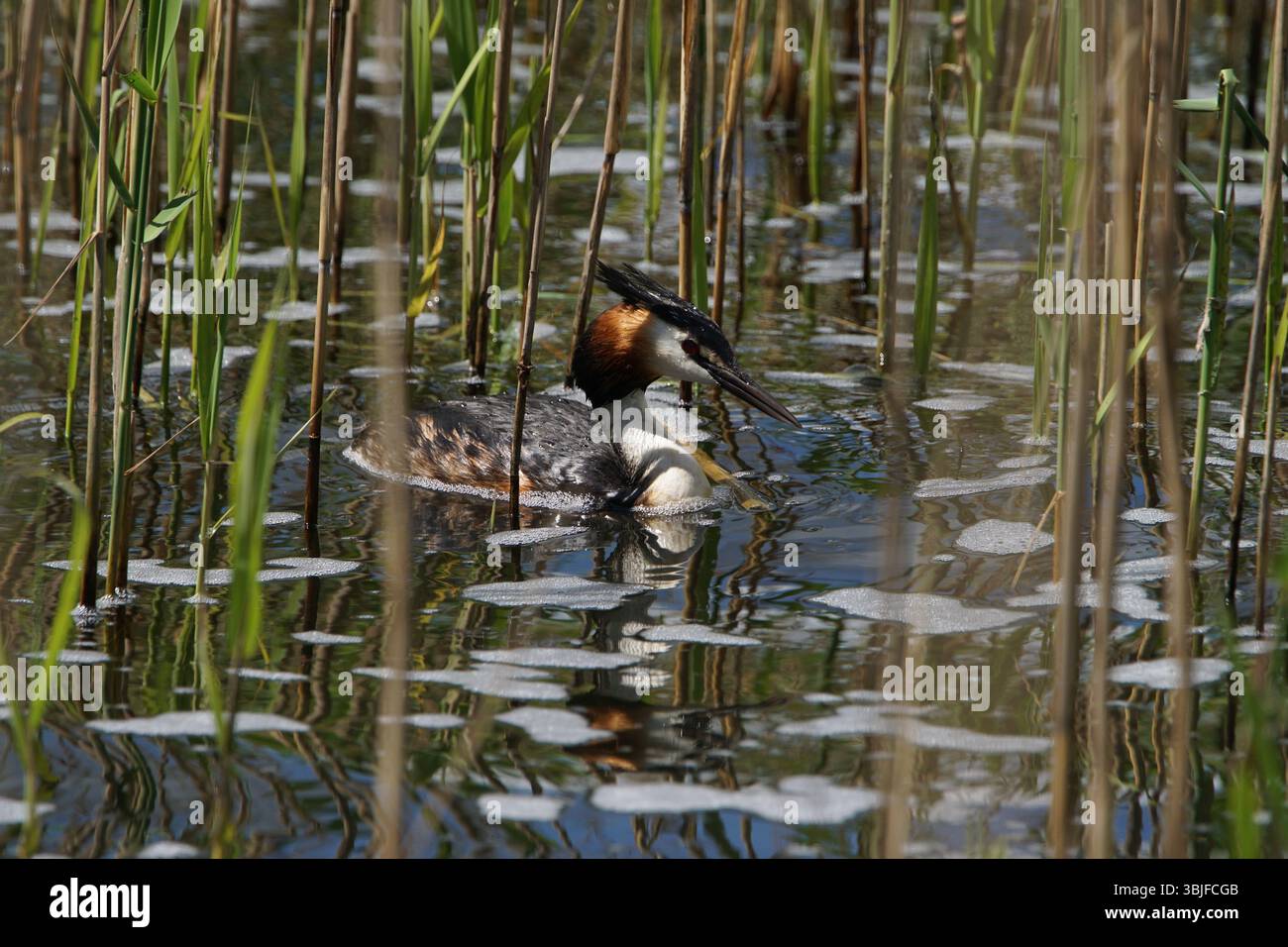 ottimo cuoio crestato per i pesci, riproduzione nelle canne, nuoto in una giornata di sole Foto Stock