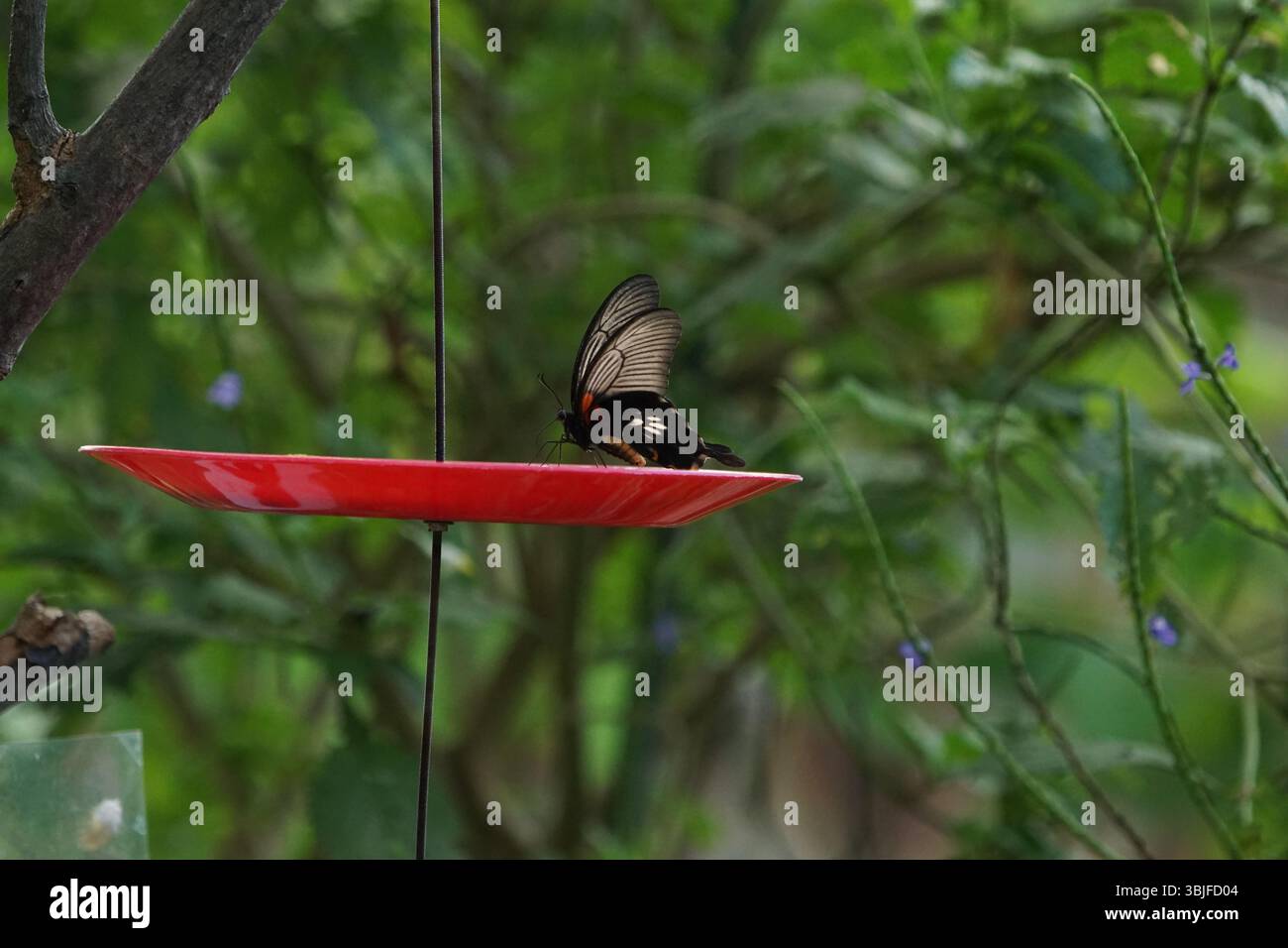 Farfalla che si nutre su un piatto di nettare rosso in un giardino tropicale, ravvicinato di insetti esotici della foresta pluviale che mostra ali e comportamento da mangiare, foto macro della fauna selvatica Foto Stock