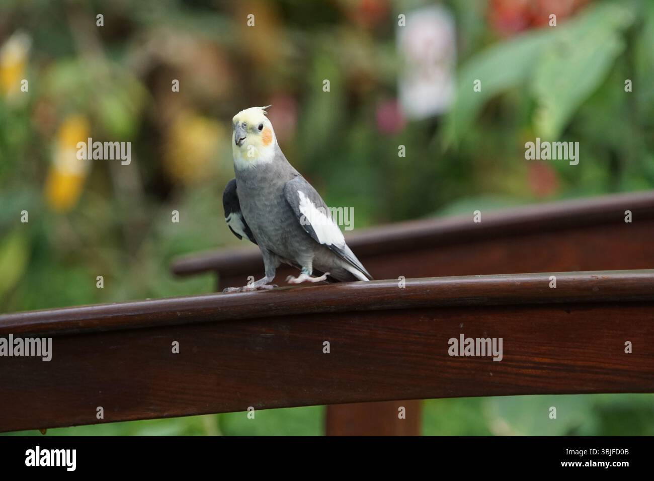 cockatiel seduto all'esterno nel giardino, godendo il tempo, cockatiel con la faccia gialla Foto Stock