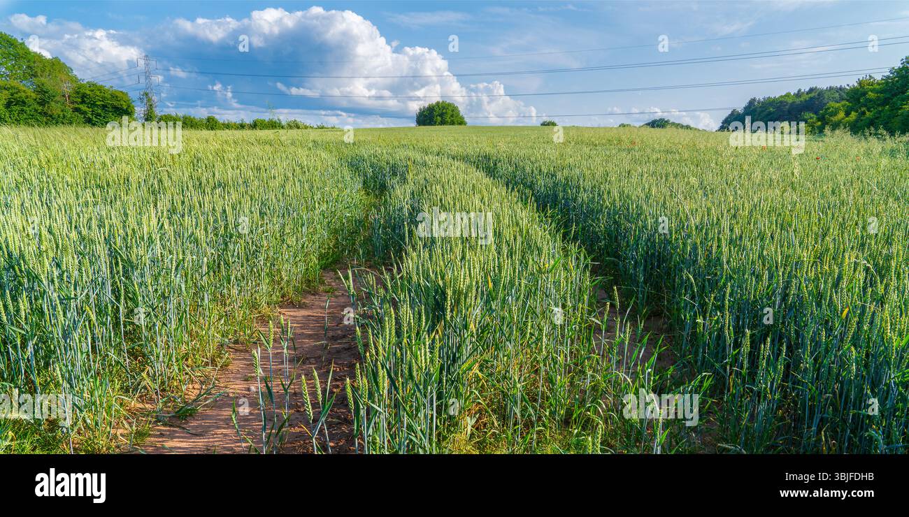 Campo di grano verde con linee del trattore con cielo blu e nuvole Foto Stock