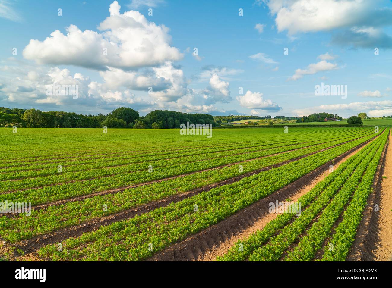 Campo di carote che crescono in un campo della campagna inglese durante l'estate Foto Stock