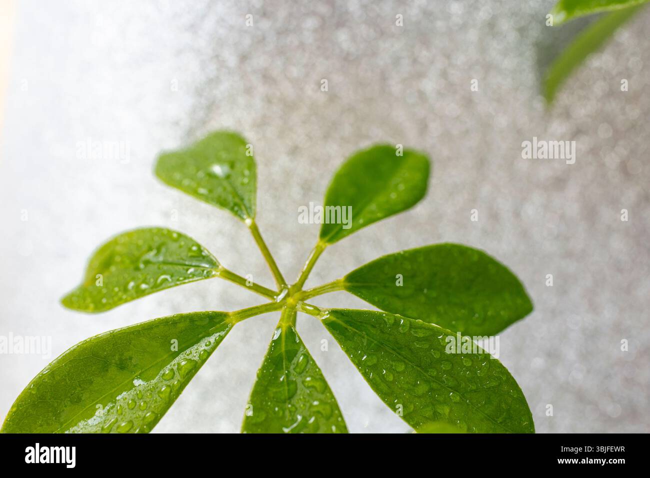Foglia di Schefflera Houseplant con gocce d'acqua su sfondo color argento glitter , sfondo astratto Foto Stock