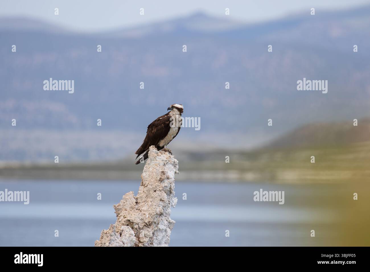 Osprey riposa su una torre di tufo presso il lago Mono in California, USA Foto Stock